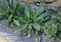 Eryngium foetidum